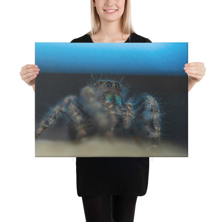 Jumping Spider Canvas