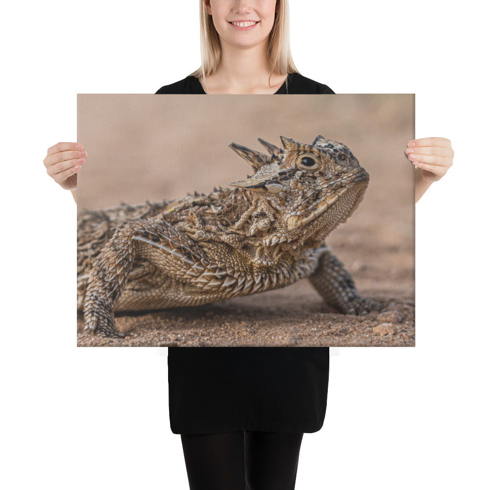 Texas Horned Lizard Canvas