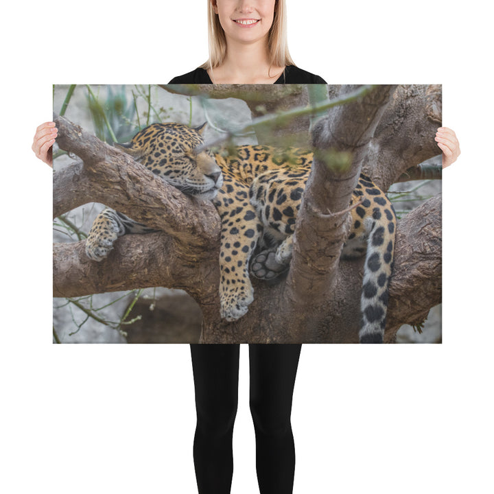 Sleepy Jaguar Canvas