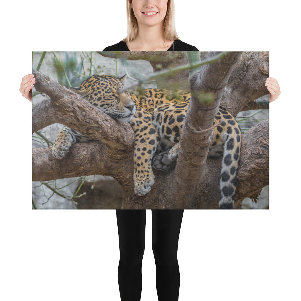 Sleepy Jaguar Canvas