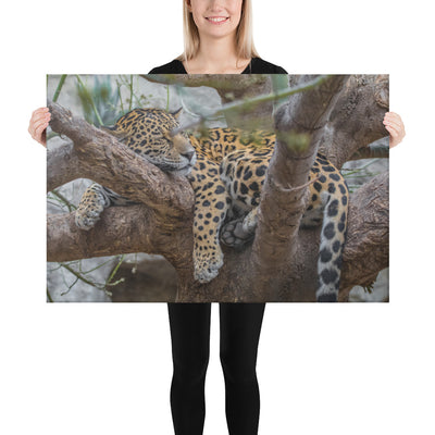 Sleepy Jaguar Canvas