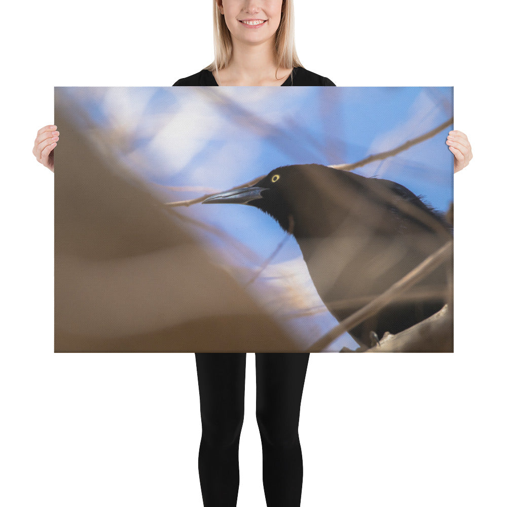 Perched Grackle Canvas