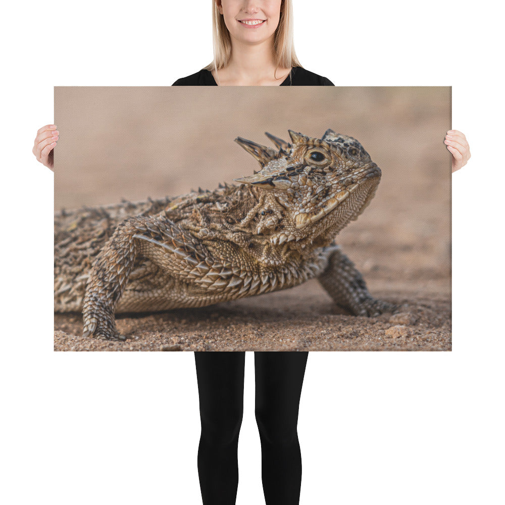 Texas Horned Lizard Canvas