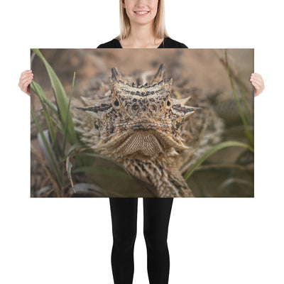 Texas Horned Lizard Stare Canvas