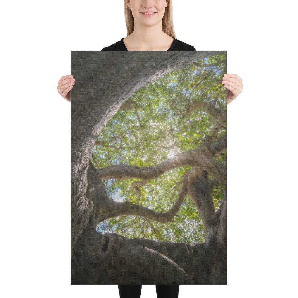 Lake Ilopango Elder Canvas