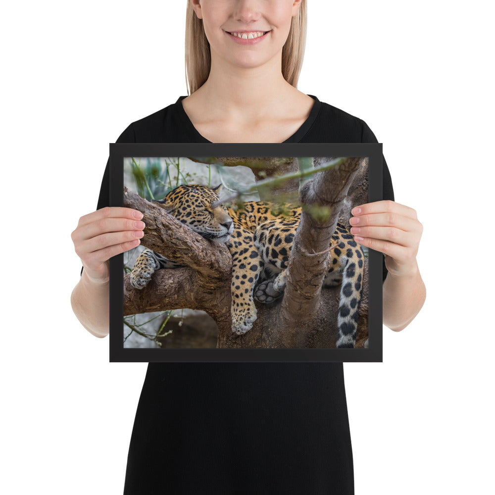Sleepy Jaguar Framed Matte