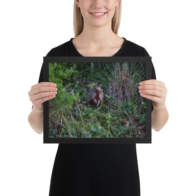 Hill Country Armadillo Framed Matte