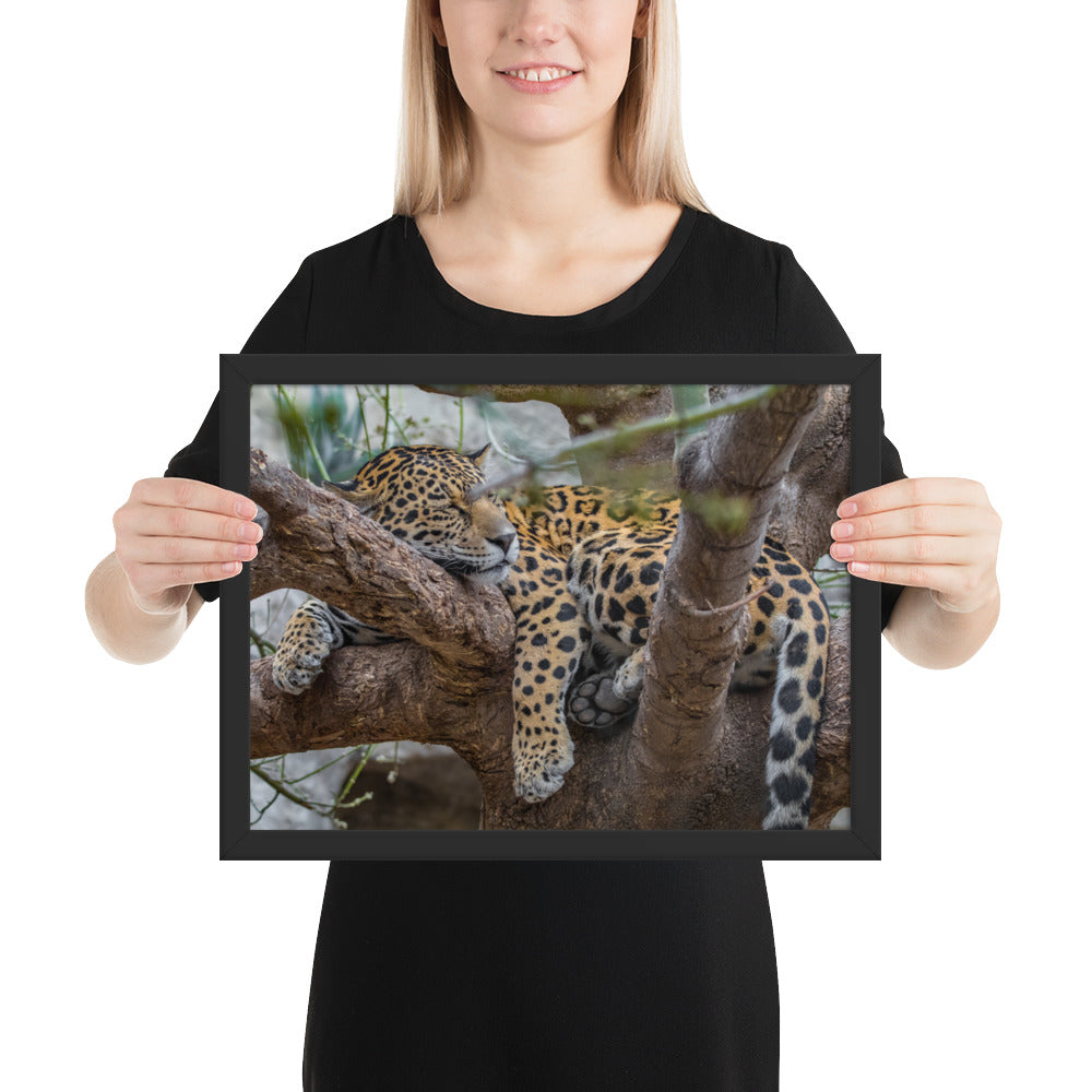Sleepy Jaguar Framed Matte