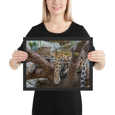 Sleepy Jaguar Framed Matte