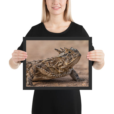 Texas Horned Lizard Framed Matte