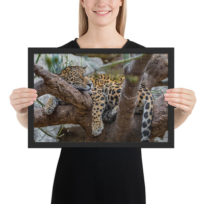 Sleepy Jaguar Framed Matte