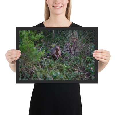 Hill Country Armadillo Framed Matte