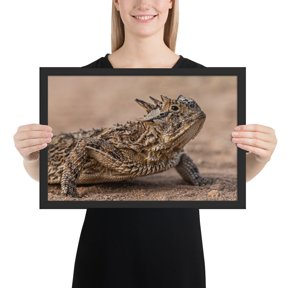 Texas Horned Lizard Framed Matte