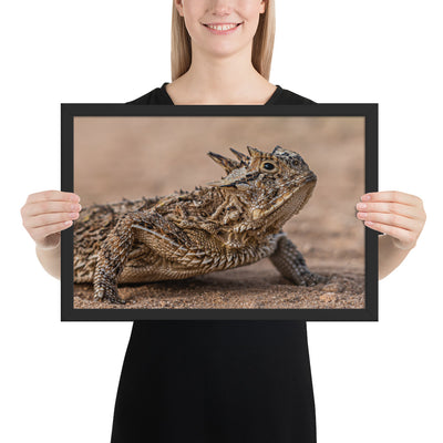 Texas Horned Lizard Framed Matte