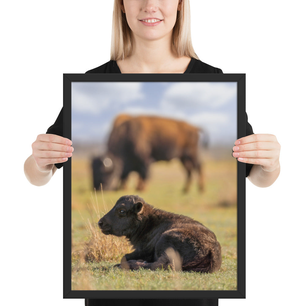 Caprock Canyons Bison Calf Framed Matte