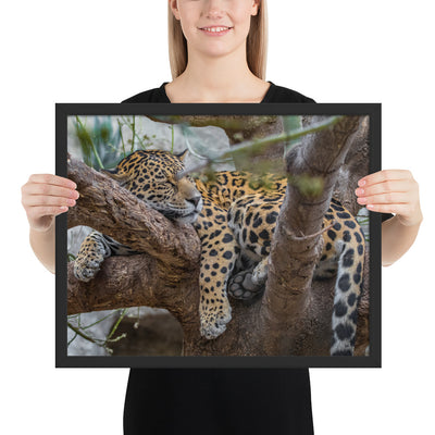 Sleepy Jaguar Framed Matte