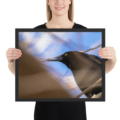 Perched Grackle Framed Matte