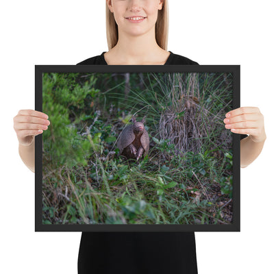 Hill Country Armadillo Framed Matte