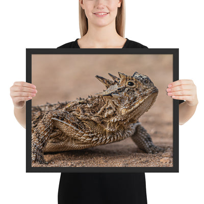 Texas Horned Lizard Framed Matte