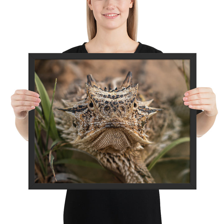 Texas Horned Lizard Stare Framed Matte