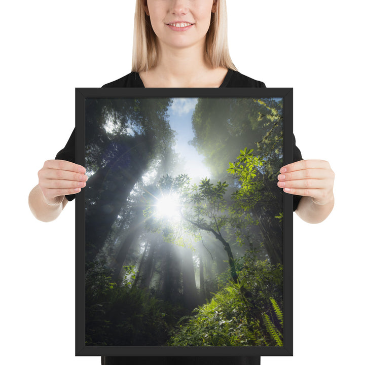 Redwoods Halo Framed Matte