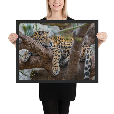 Sleepy Jaguar Framed Matte