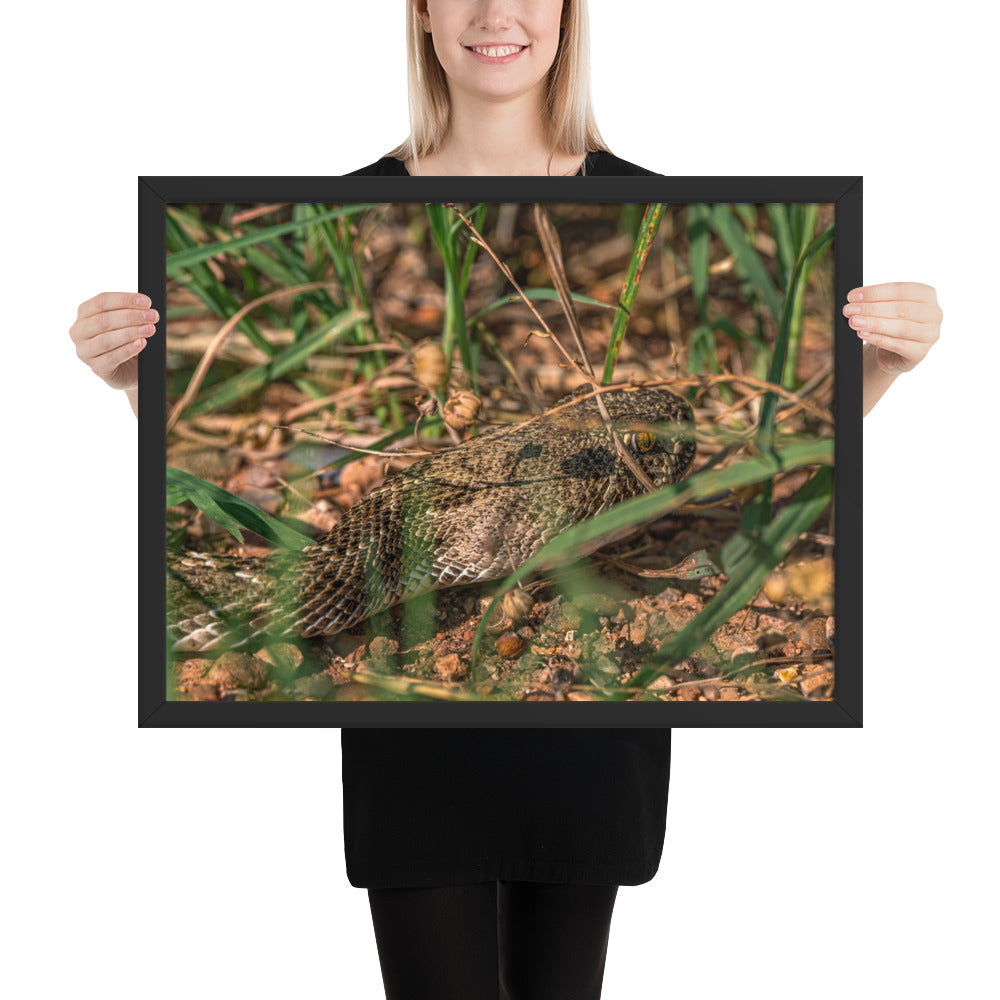 Caprock Canyons Rattlesnake Framed Matte