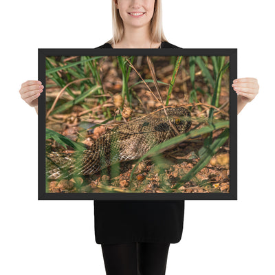 Caprock Canyons Rattlesnake Framed Matte