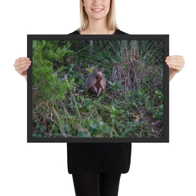 Hill Country Armadillo Framed Matte