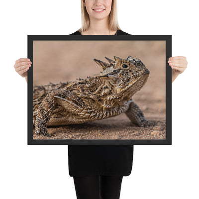 Texas Horned Lizard Framed Matte