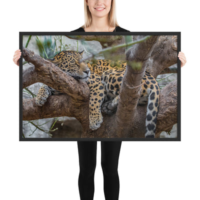 Sleepy Jaguar Framed Matte