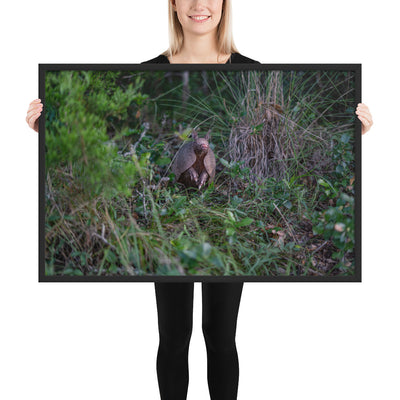Hill Country Armadillo Framed Matte