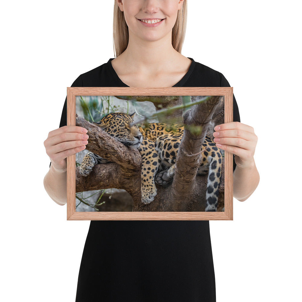 Sleepy Jaguar Framed Matte