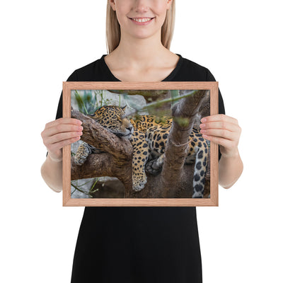 Sleepy Jaguar Framed Matte