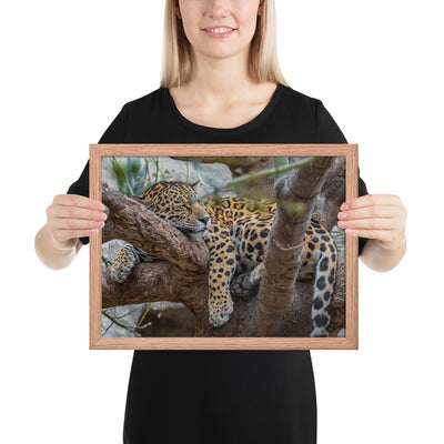 Sleepy Jaguar Framed Matte