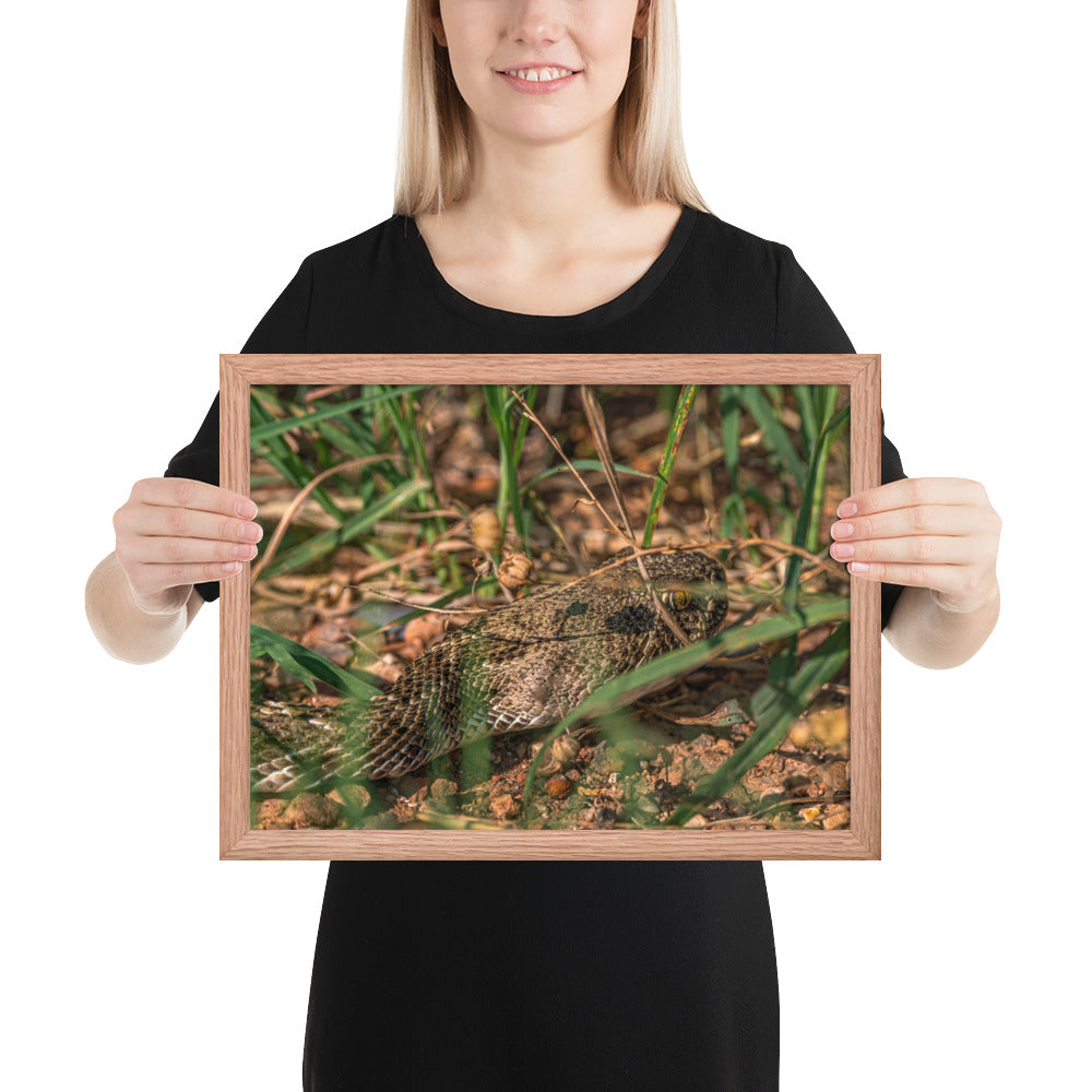 Caprock Canyons Rattlesnake Framed Matte