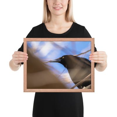 Perched Grackle Framed Matte