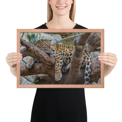 Sleepy Jaguar Framed Matte