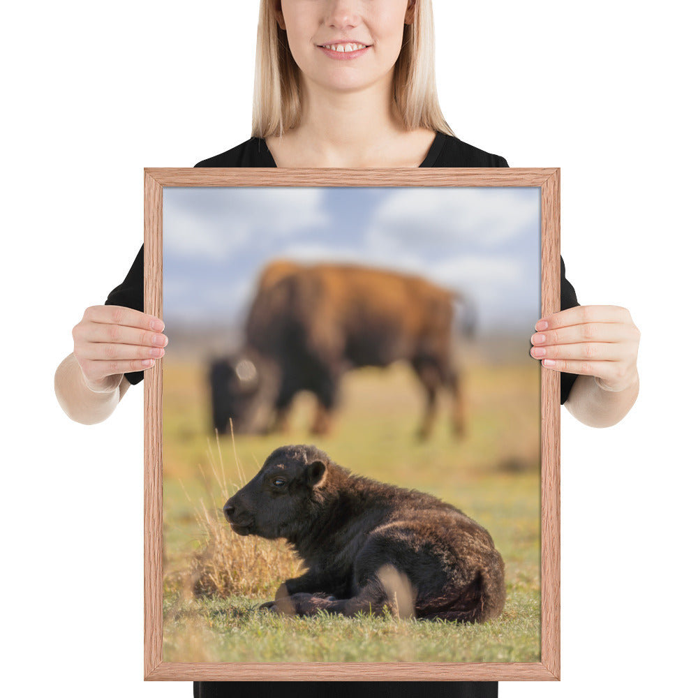 Caprock Canyons Bison Calf Framed Matte