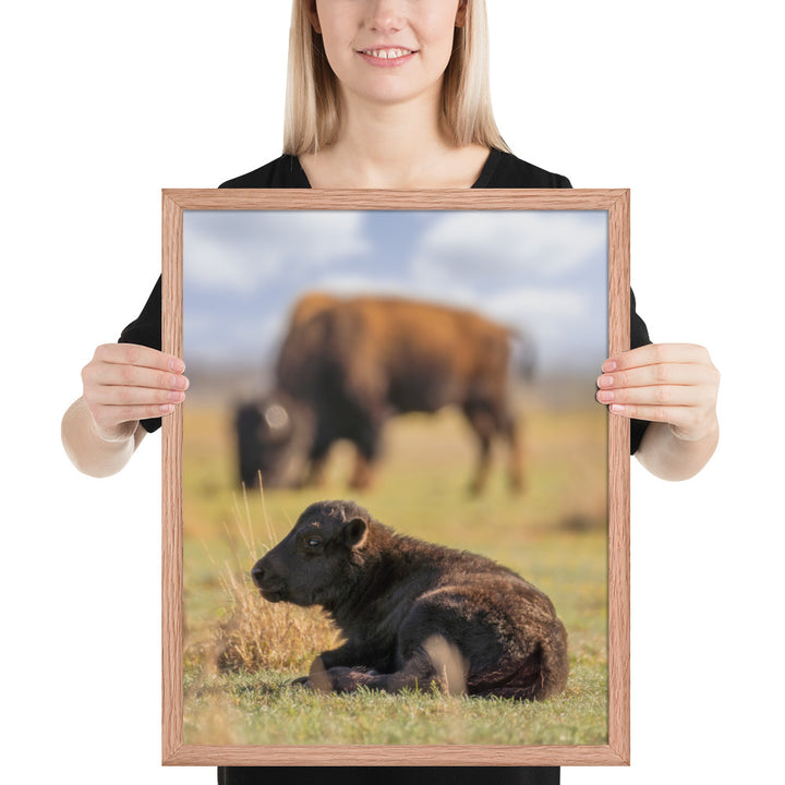 Caprock Canyons Bison Calf Framed Matte