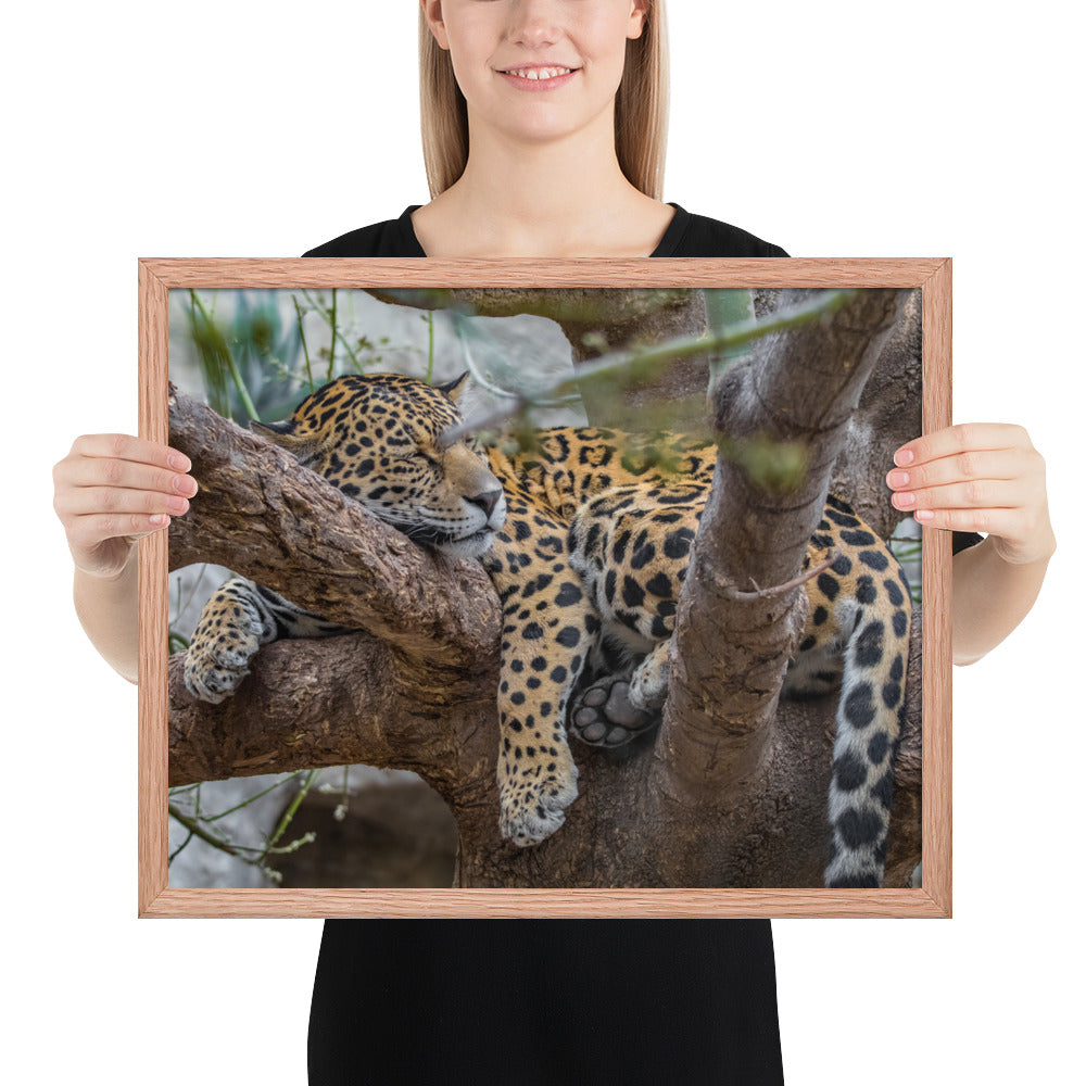 Sleepy Jaguar Framed Matte