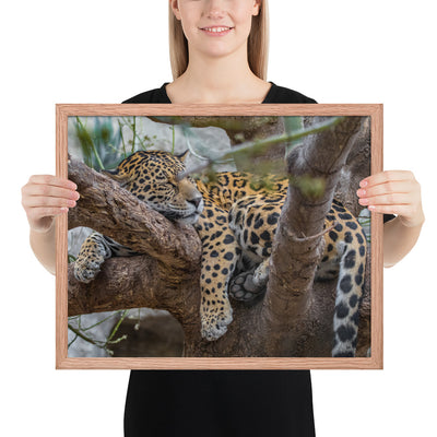 Sleepy Jaguar Framed Matte