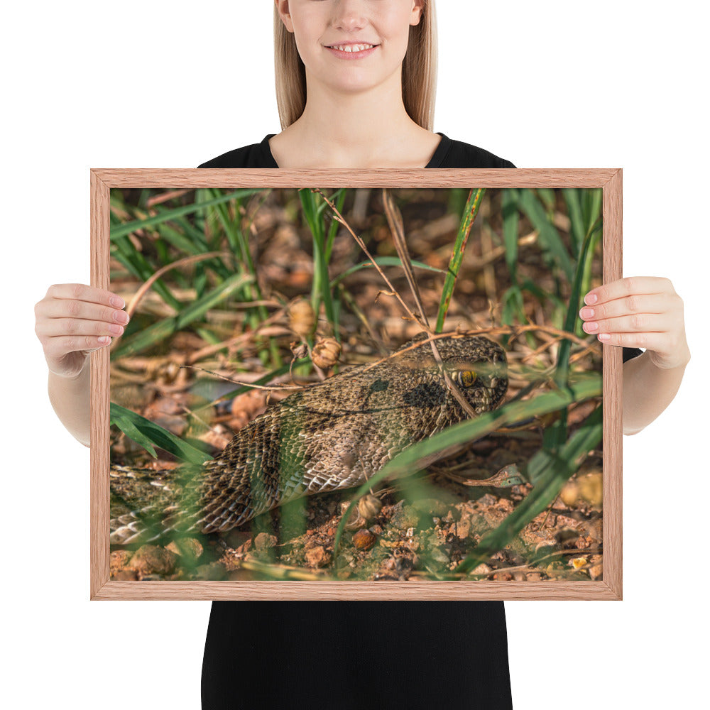 Caprock Canyons Rattlesnake Framed Matte