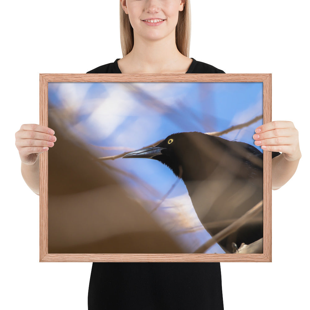 Perched Grackle Framed Matte