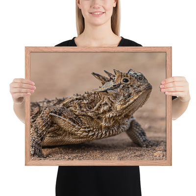 Texas Horned Lizard Framed Matte
