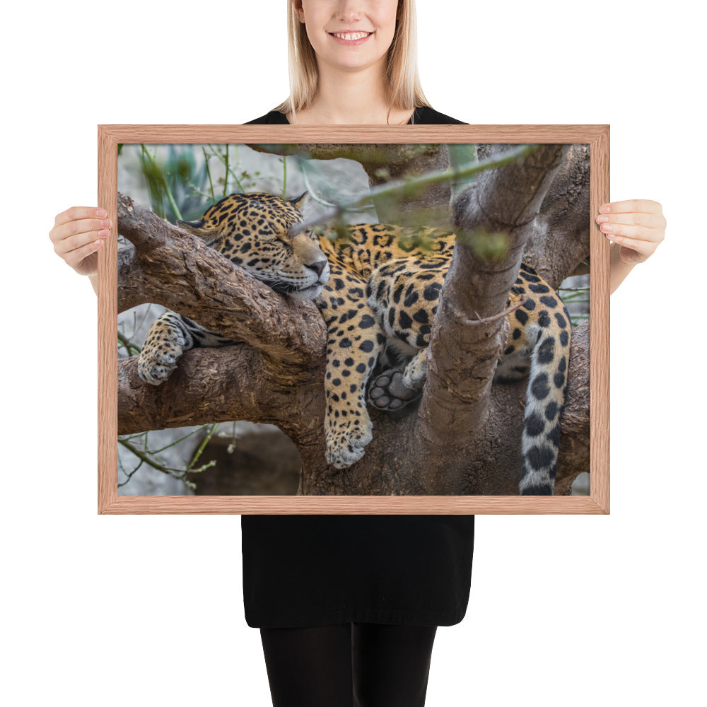 Sleepy Jaguar Framed Matte