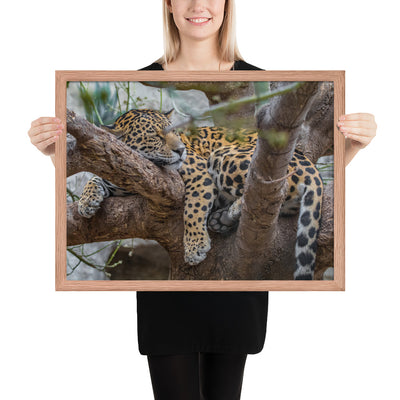 Sleepy Jaguar Framed Matte