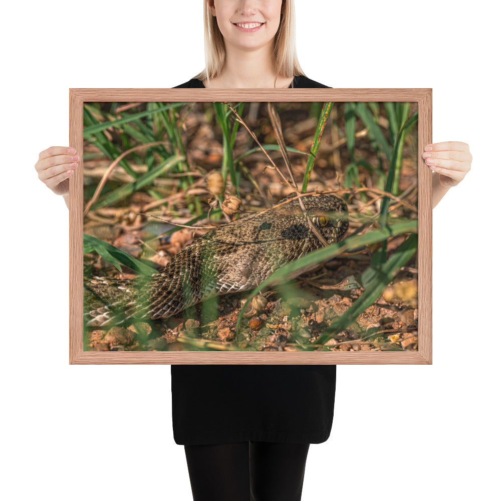 Caprock Canyons Rattlesnake Framed Matte