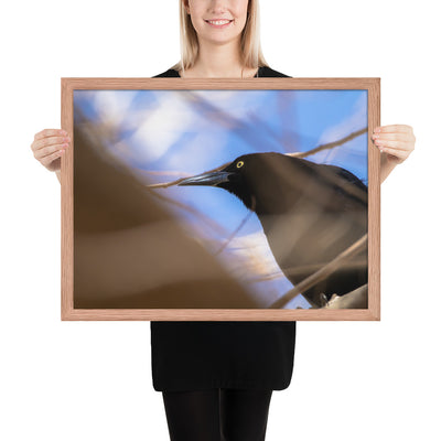 Perched Grackle Framed Matte