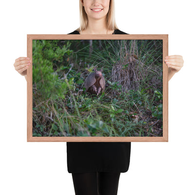 Hill Country Armadillo Framed Matte
